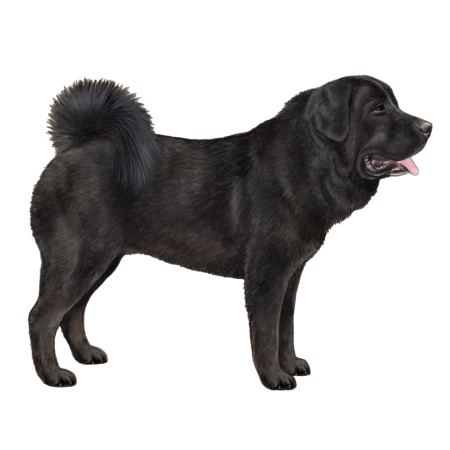 Tibetan Mastiff (Zang Ao, Nyingchi Type)