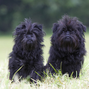 Affenpinscher - carousel