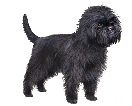 Affenpinscher