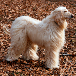 Afghan Hound - carousel