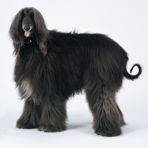 Afghan Hound - carousel