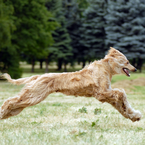 Afghan Hound - carousel