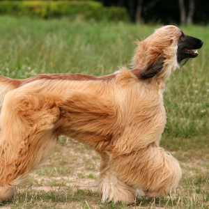 Afghan Hound - carousel