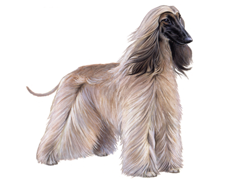 Afghan Hound