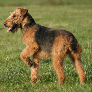 Airedale Terrier - carousel