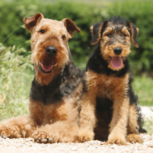 Airedale Terrier - carousel