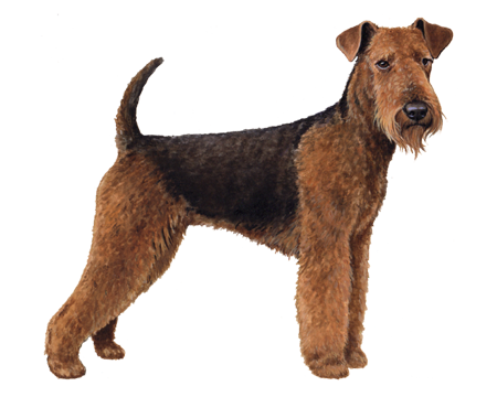 Airedale Terrier