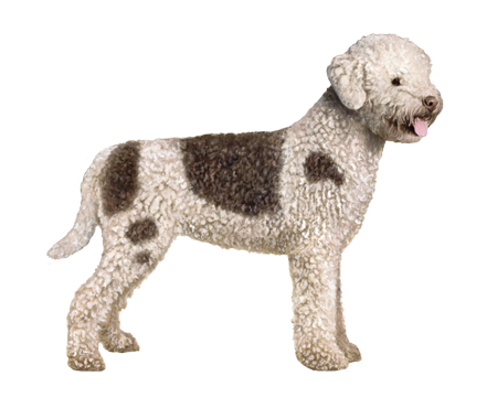 Lagotto Romagnolo