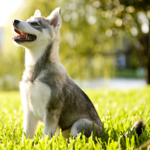 Alaskan Klee Kai - carousel