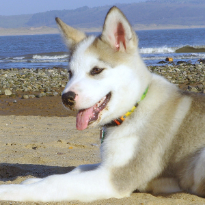 Alaskan Klee Kai - carousel