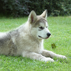 Alaskan Klee Kai - carousel