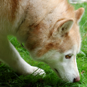 Alaskan Malamute - carousel