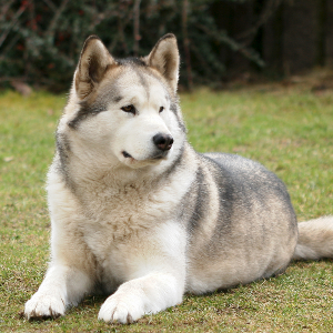 Alaskan Malamute - carousel