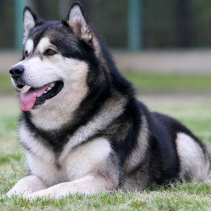 Alaskan Malamute - carousel