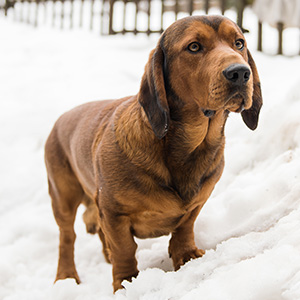 Alpine Dachsbracke (2)