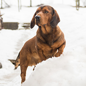 Alpine Dachsbracke (3)