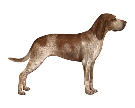 American English Coonhound