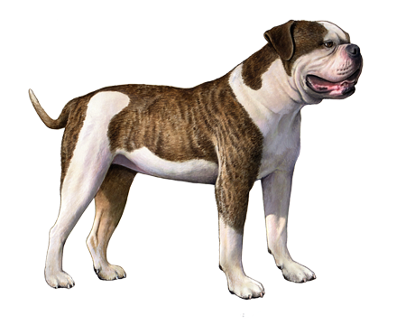 American Bulldog