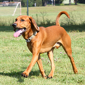 American English Coonhound 300x300-1