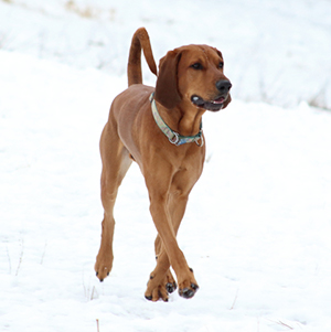 American English Coonhound 300x300