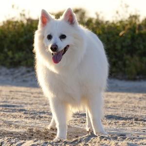 American Eskimo Dog - carousel