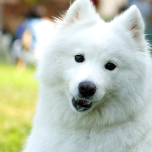 American Eskimo Dog - carousel