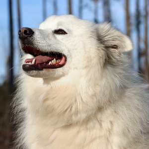 American Eskimo Dog - carousel