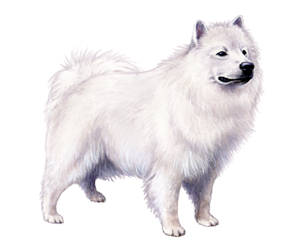 American Eskimo Dog