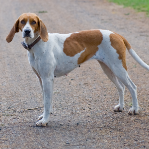 American Foxhound - carousel