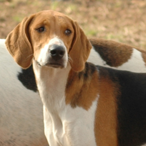 American Foxhound - carousel