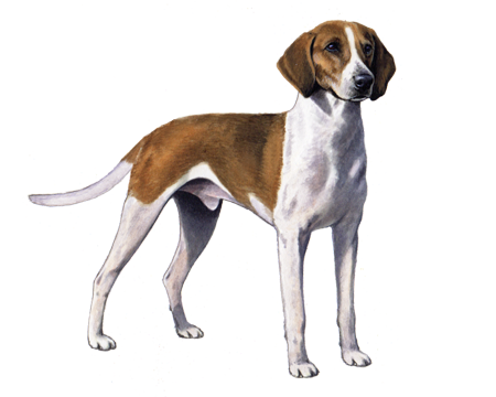 American Foxhound