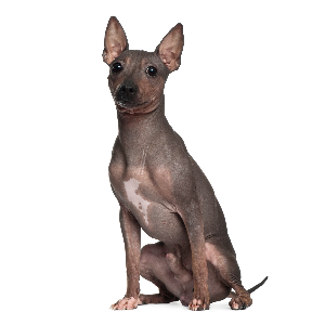 American Hairless Rat Terrier - carousel