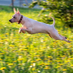 American Hairless Rat Terrier 300x300-1