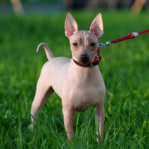 American Hairless Rat Terrier 300x300