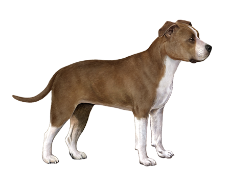 American Staffordshire Terrier