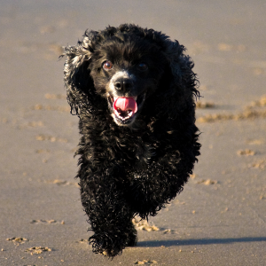 American Water Spaniel - carousel