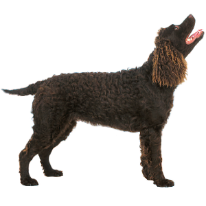 American Water Spaniel - carousel