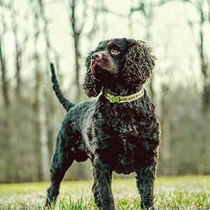 American Water Spaniel 300x300