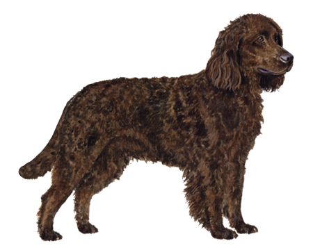 American Water Spaniel