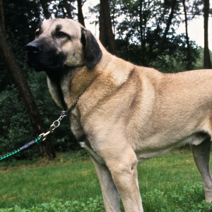 Anatolian Shepherd Dog - carousel