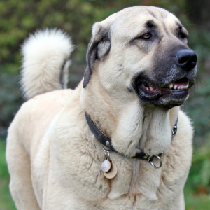 Anatolian Shepherd Dog - carousel