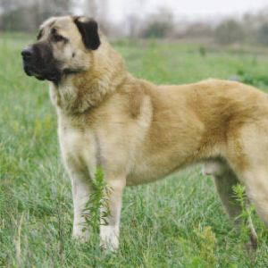 Anatolian Shepherd Dog - carousel