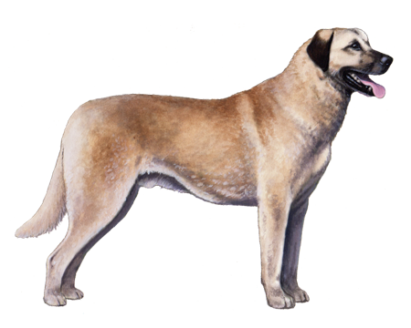 Anatolian Shepherd Dog