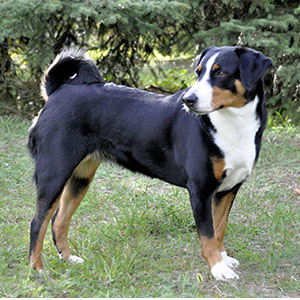 Appenzell Cattle Dog (1)