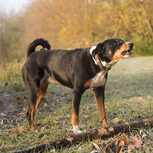 Appenzell Cattle Dog (2)