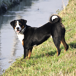 Appenzell Cattle Dog (4)