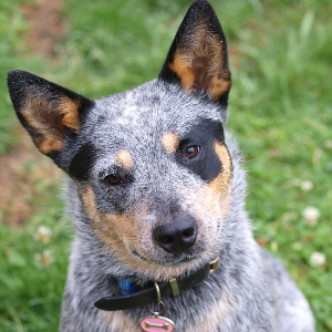 Australian Cattle Dog - carousel