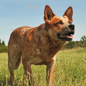 Australian Cattle Dog - carousel