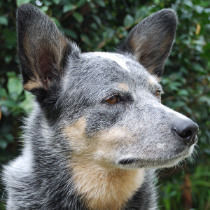 Australian Cattle Dog - carousel