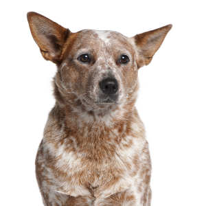 Australian Cattle Dog - carousel